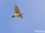 Wood Lark (Lullula arborea)