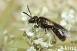 Borstelgroefbij (Lasioglossum nitidiusculum) 