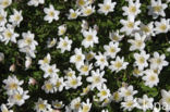 Wood Anemone (Anemone nemorosa)