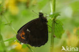 Boserebia (Erebia ligea)