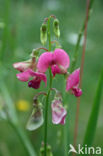 Narrow-leaved Everlasting Pea (Lathyrus sylvestris)