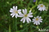 Bosmuur (Stellaria nemorum)