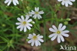 Bosmuur (Stellaria nemorum)