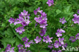 Bosooievaarsbek (Geranium sylvaticum)