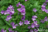 Bosooievaarsbek (Geranium sylvaticum)