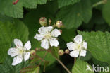 Dewberry (Rubus caesius)