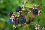 Dewberry (Rubus caesius)