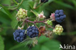 Dewberry (Rubus caesius)