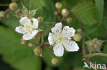 Dewberry (Rubus caesius)