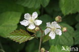 Dewberry (Rubus caesius)