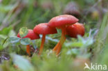 Hygrocybe helobia