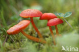 Broos vuurzwammetje (Hygrocybe helobia) 