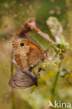 Meadow Brown (Maniola jurtina)