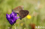 Meadow Brown (Maniola jurtina)