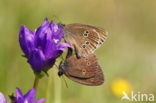 Meadow Brown (Maniola jurtina)