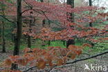 Bruine Beuk (Fagus sylvatica purpurea)