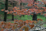 Bruine Beuk (Fagus sylvatica purpurea)