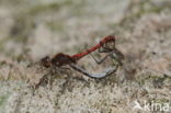 Bruinrode heidelibel (Sympetrum striolatum)