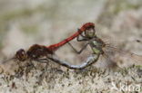 Bruinrode heidelibel (Sympetrum striolatum)