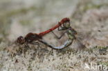 Bruinrode heidelibel (Sympetrum striolatum)