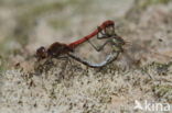 Bruinrode heidelibel (Sympetrum striolatum)