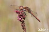 Bruinrode heidelibel (Sympetrum striolatum)