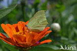 Brimstone (Gonepteryx rhamni)