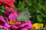 Citroenvlinder (Gonepteryx rhamni)