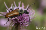 Corymbia maculicornis