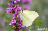 Citroenvlinder (Gonepteryx rhamni)