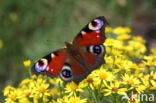 Peacock (Inachis io)