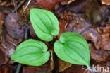 Dalkruid (Maianthemum bifolium)