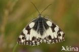 Dambordje (Melanargia galathea)