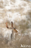 Fallow Deer (Dama dama)