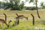 Fallow Deer (Dama dama)