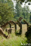 Fallow Deer (Dama dama)