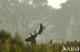 Fallow Deer (Dama dama)