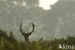 Fallow Deer (Dama dama)