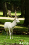 Fallow Deer (Dama dama)