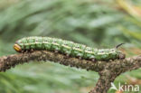 Sphinx pinastri
