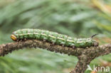 Dennenpijlstaart (Sphinx pinastri)