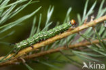 Dennenpijlstaart (Sphinx pinastri)