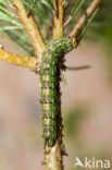 Sphinx pinastri