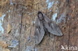 Sphinx pinastri