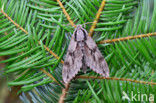 Sphinx pinastri