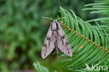 Sphinx pinastri