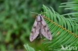 Dennenpijlstaart (Sphinx pinastri)