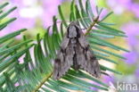 Sphinx pinastri