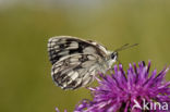 Dambordje (Melanargia galathea)