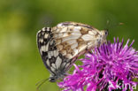 Dambordje (Melanargia galathea)